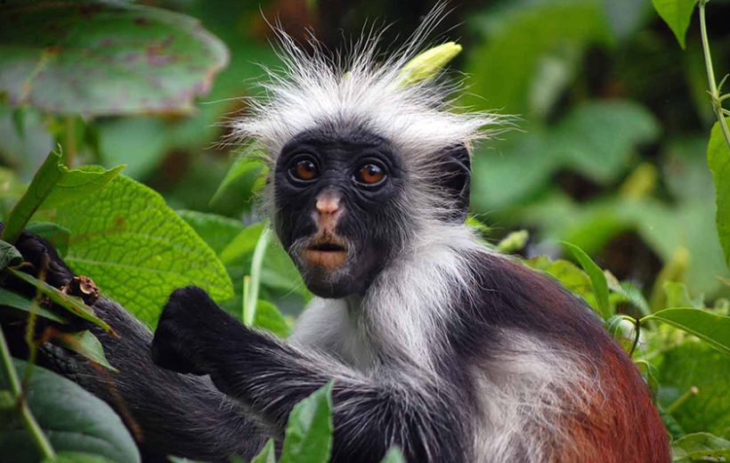 Jozani Forest Tour | The Home of Red Colobus Monkey