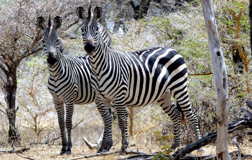 2 Days Safari Zanzibar to Selous Game Reserve