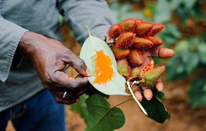 Spice Farm Tours